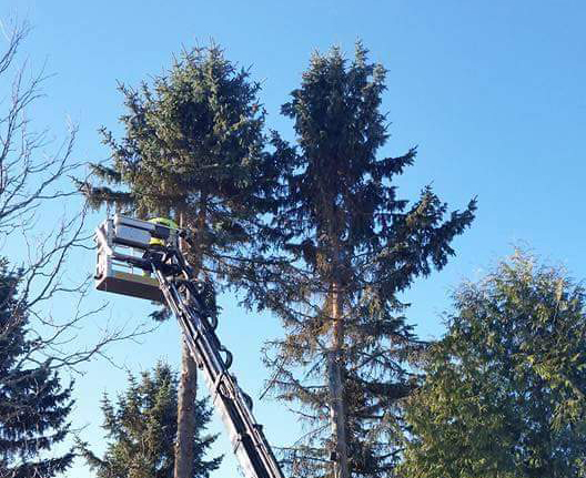 fb img 1544986744792 rajattu 1